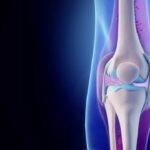 ¿Cuál es la función del sistema articular?