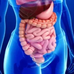 ¿Cuál es la función del sistema digestivo?