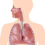¿Cuál es la función del sistema respiratorio?