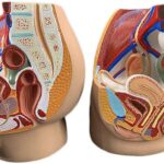 Sistema genital masculino y femenino