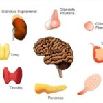 ¿Qué es el sistema endocrino?