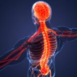 ¿Cómo está integrado el sistema nervioso?