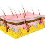 ¿Cómo está integrado el sistema tegumentario?