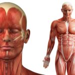 División anatómica del cuerpo humano