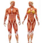 ¿Qué son los músculos?