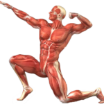 Músculos del sistema de la vida de relación del organismo.