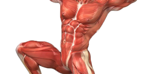 Músculos del sistema de la vida de relación del organismo.