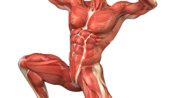 Músculos del sistema de la vida de relación del organismo.