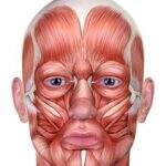 ¿Cuáles son los músculos cutáneos?