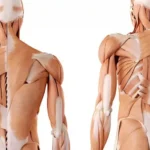 ¿Cuáles son los músculos profundos?