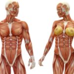 ¿Cuál es el peso de todos los músculos del cuerpo?