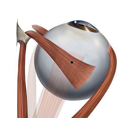 ¿Qué son los músculos reflejos?