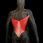 ¿Cuáles son los músculos anchos?