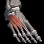 ¿Cuáles son los músculos cortos?