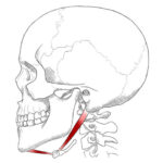 ¿Cómo son los músculos digástricos?