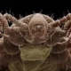 Tipos de piojos que infestan a los humanos