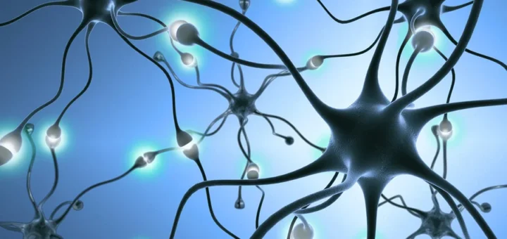 ¿Cuál es la unidad funcional del sistema nervioso?