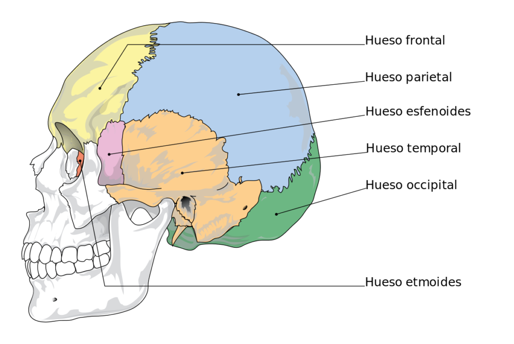 ¿Cuántos huesos forman el neurocráneo?