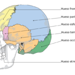 ¿Cuántos huesos forman el neurocráneo?