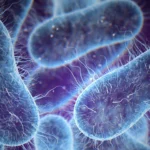 Unión de las moléculas antimicrobianas a los microorganismos