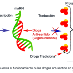 ¿Qué son los antibióticos antisentido?