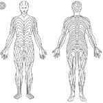 ¿Por que seguir las lineas de Langer durante una incisión?