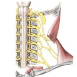 Nervio accesorio (XI)