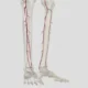 Enfermedad oclusiva de la arteria tibial y del pie