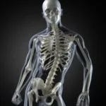 Exploración del esqueleto en el ser vivo
