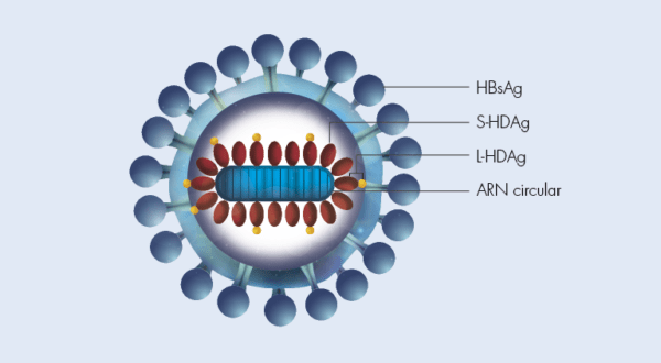 Hepatitis D