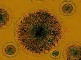 Hepatitis E