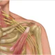 Plexo braquial