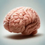 Cuida tu cerebro