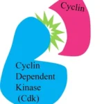 Inhibidores de la quinasa dependiente de la ciclina 4/6 en el tratamiento del cáncer de mama