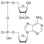 Tratamiento del cancer de mama con inhibidores de la polimerasa de poli (ADP-ribosa)
