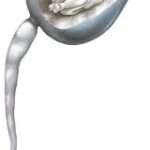 Primeras teorías del desarrollo embrionario