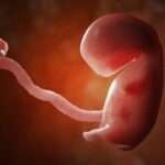 Concepto de embriología