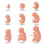 Etapas del desarrollo embrionario