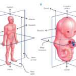 Terminología anatómica en embriología