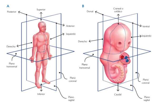 Terminología anatómica en embriología