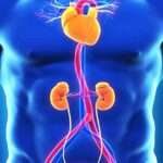 ¿Qué es el síndrome cardiorrenal?