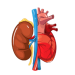 Complicaciones cardiovasculares de la enfermedad renal crónica