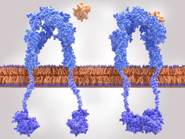 Hipoglucemia debido a anticuerpos contra el receptor de insulina