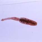 Equinococosis