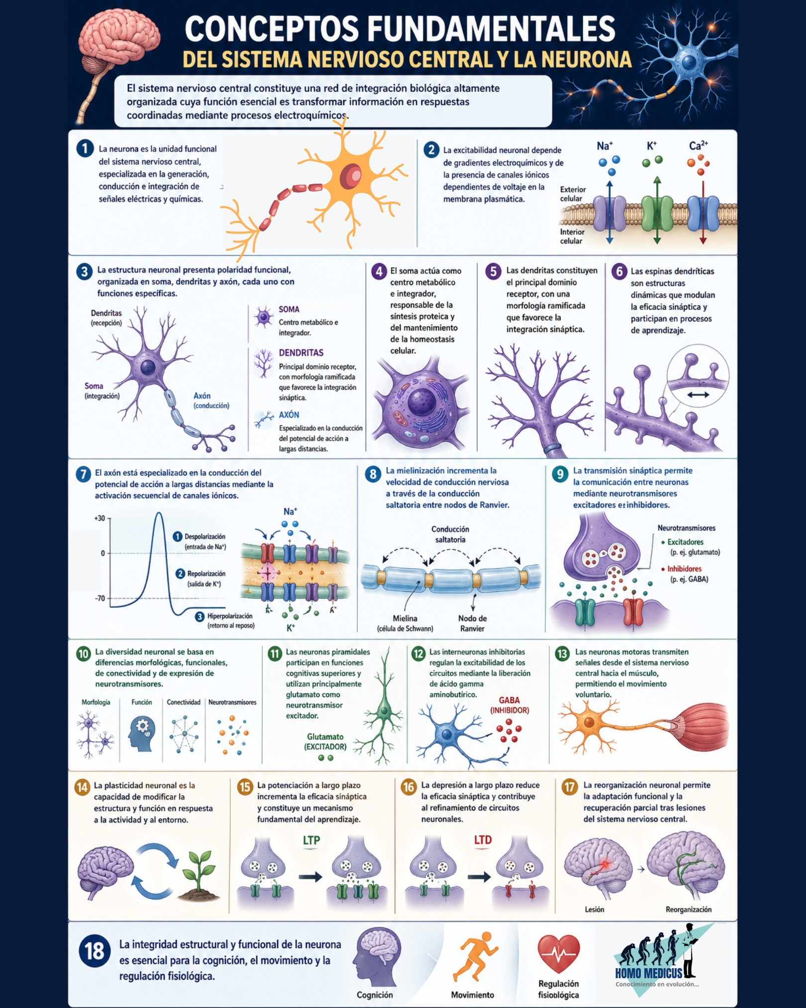 CONCEPTOS FUNDAMENTALES DEL SISTEMA NERVIOSO CENTRAL Y LA NEURONA