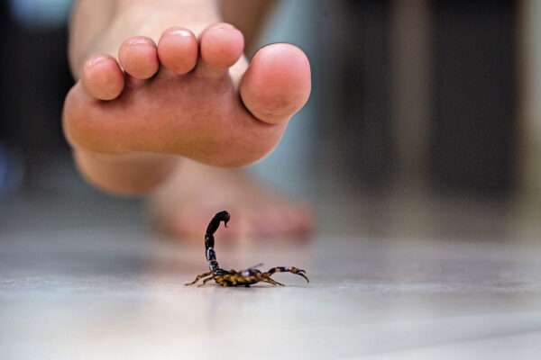 Mordeduras de araña y picaduras de escorpión