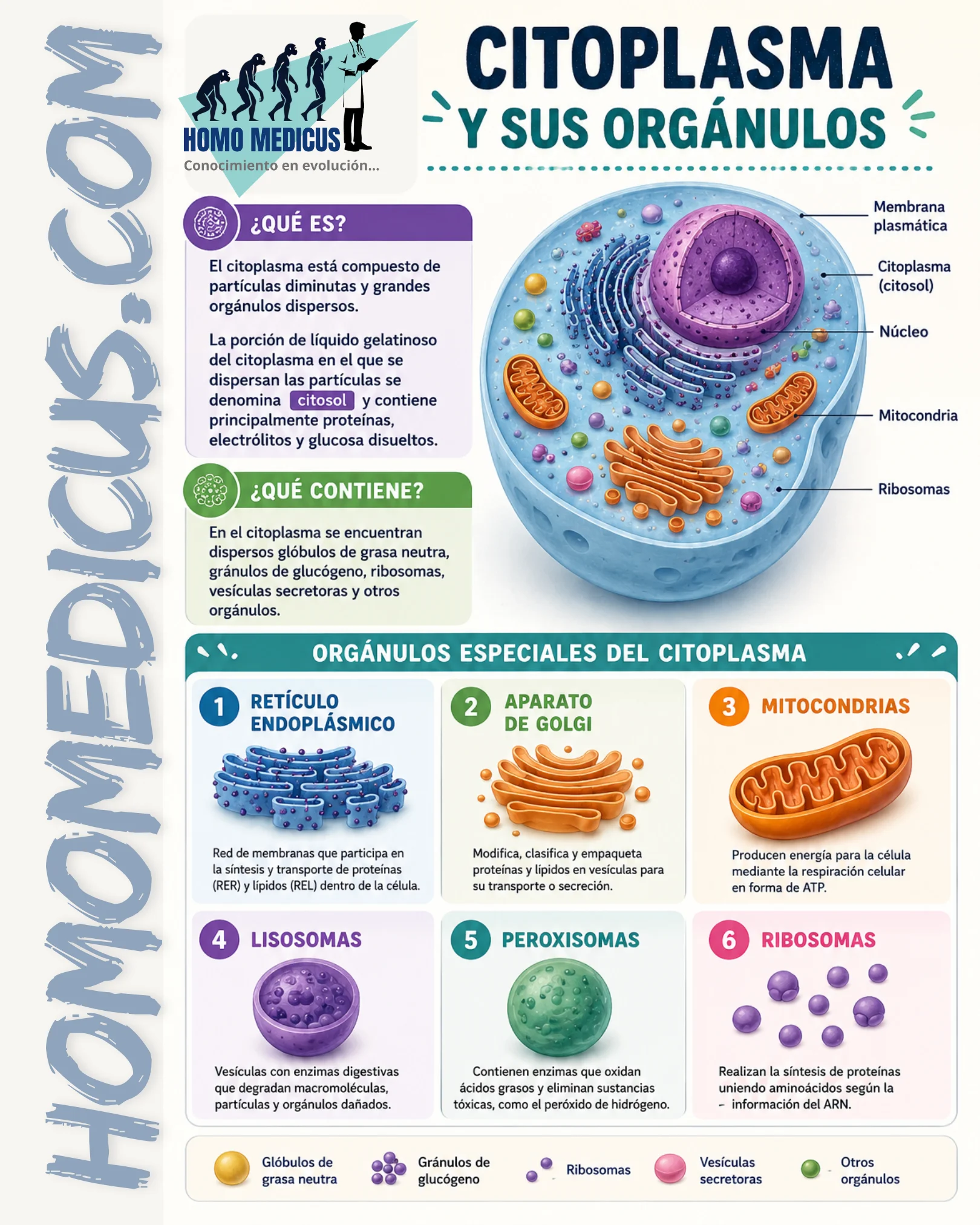 CITOPLASMA Y SUS ORGÁNULOS