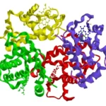 Actividades de las proteínas en el organismo humano