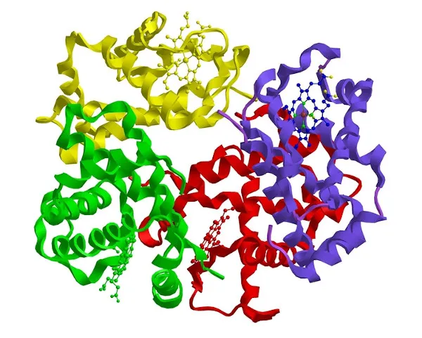 Actividades de las proteínas en el organismo humano