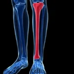Anatomía de la tibia